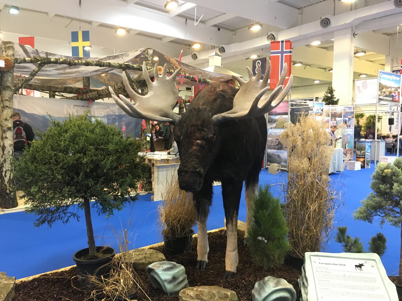Nordis Elch Skandinavien