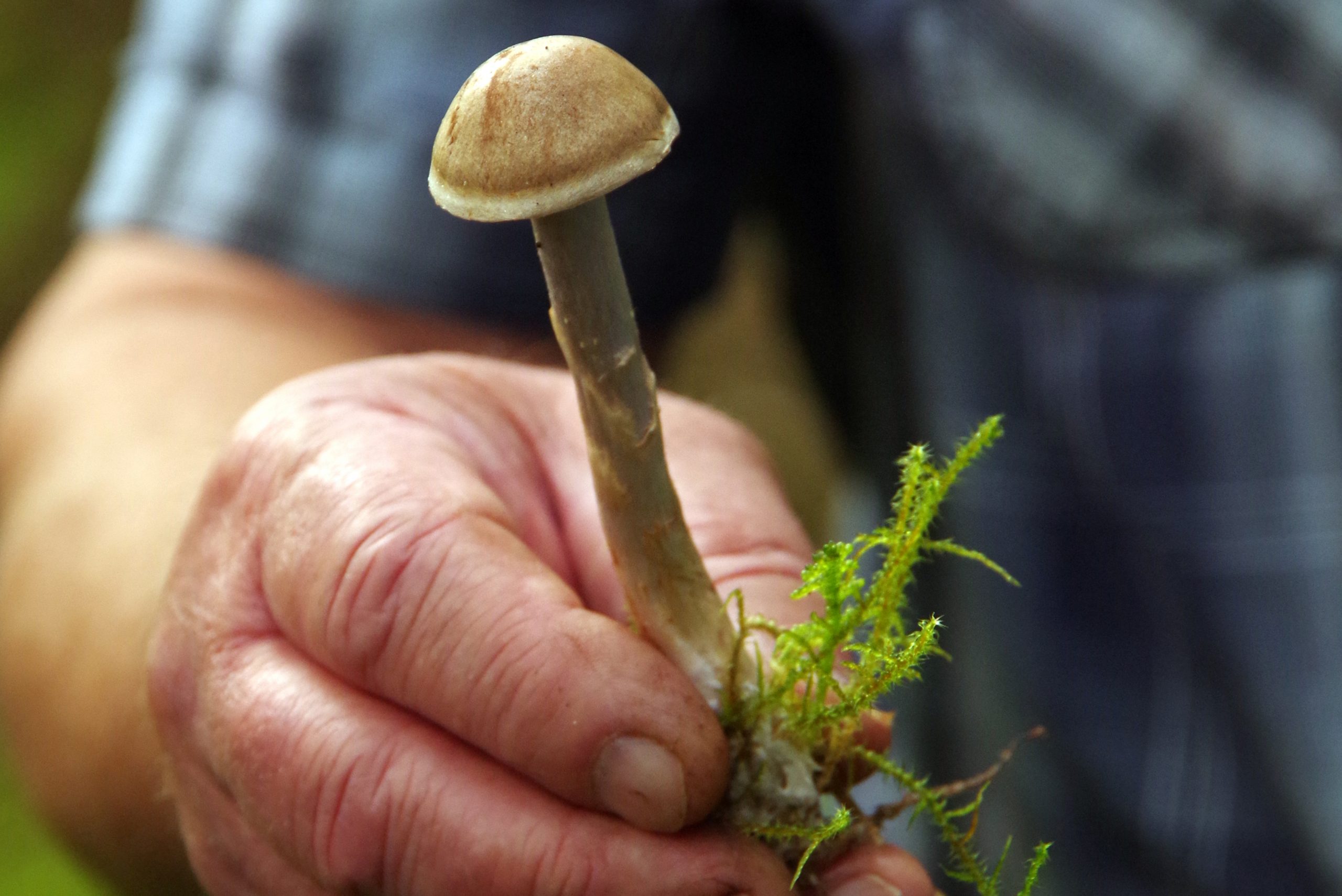 Karl Johan Festwochen Gourmet Insel Bornholm Im Pilzfieber Nordis Karl Johan Festwochen Gourmet Insel Bornholm Im Pilzfieber Nordis