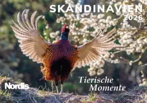 Wandkalender: Skandinavien 2026 - Tierische Momente