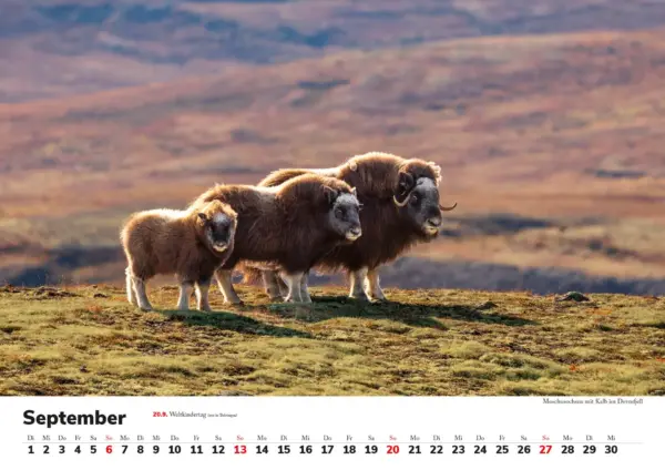 Wandkalender: Skandinavien 2026 - Tierische Momente – Bild 10