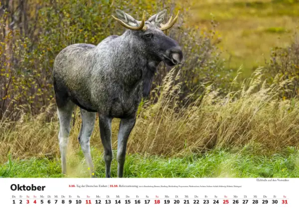 Wandkalender: Skandinavien 2026 - Tierische Momente – Bild 11