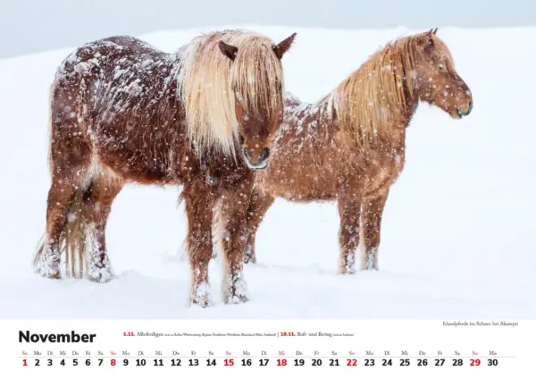 Wandkalender: Skandinavien 2026 - Tierische Momente – Bild 12