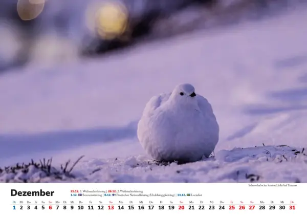 Wandkalender: Skandinavien 2026 - Tierische Momente – Bild 13
