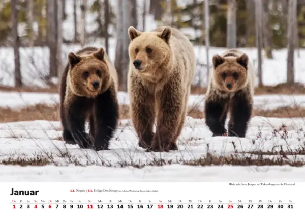 Wandkalender: Skandinavien 2026 - Tierische Momente – Bild 2