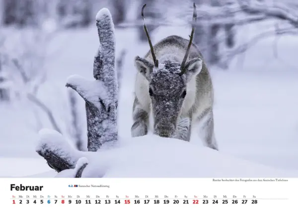 Wandkalender: Skandinavien 2026 - Tierische Momente – Bild 3