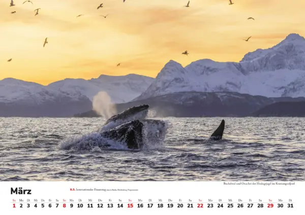 Wandkalender: Skandinavien 2026 - Tierische Momente – Bild 4
