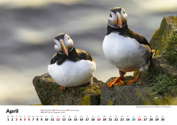 Wandkalender: Skandinavien 2026 - Tierische Momente – Bild 5
