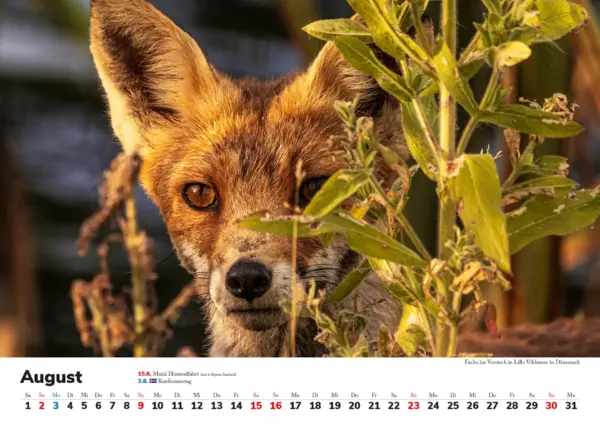 Wandkalender: Skandinavien 2026 - Tierische Momente – Bild 9